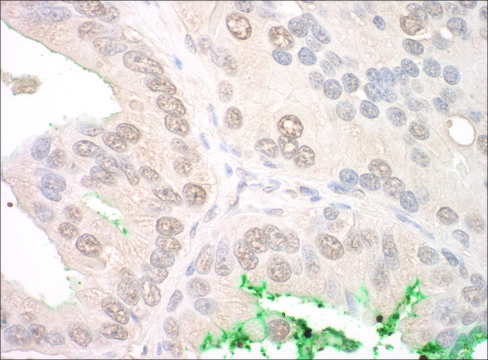 Rabbit anti-ORC2 Antibody, Affinity Purified