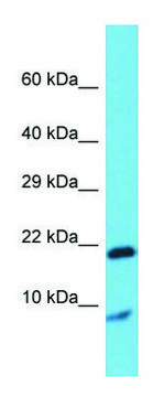 Anti-Grem1 antibody produced in rabbit affinity isolated antibody