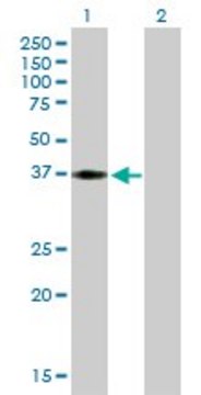 Anti-HEY2 antibody produced in mouse purified immunoglobulin, buffered aqueous solution