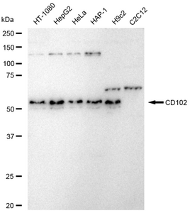 Anti CD102 Antibody, clone 23GB5980, Rabbit Monoclonal clone 23GB5980, recombinant rabbit monoclonal, expressed in HEK293 cells