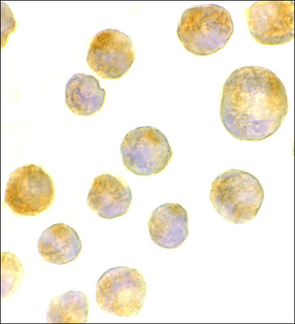 Anti-TLR4 antibody produced in rabbit affinity isolated antibody, buffered aqueous solution