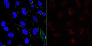 Anti-phospho Mis18-binding protein 1 (Thr702) Antibody from rabbit, purified by affinity chromatography