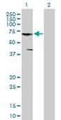 Anti-CNKSR3 antibody produced in mouse IgG fraction of antiserum, buffered aqueous solution