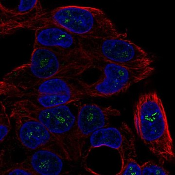 Anti-ICK antibody produced in rabbit Prestige Antibodies&#174; Powered by Atlas Antibodies, affinity isolated antibody