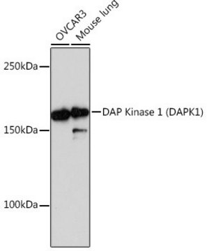 Anti-DAP Kinase 1 (DAPK1) antibody produced in rabbit