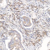 Anti-RPL26L1 Antibody, clone 6O4H9, Rabbit Monoclonal