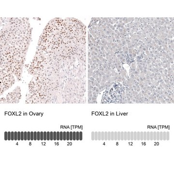 Anti-FOXL2 antibody produced in mouse Prestige Antibodies&#174; Powered by Atlas Antibodies, clone CL12762, purified by using Protein A, buffered aqueous glycerol solution