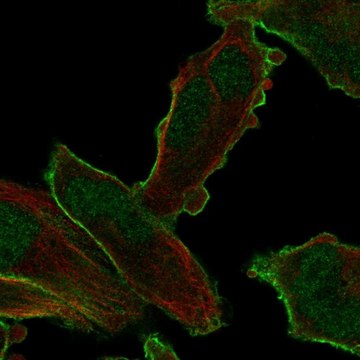 Anti-PALM2 antibody produced in rabbit Prestige Antibodies&#174; Powered by Atlas Antibodies, affinity isolated antibody