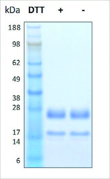 FGF-4 human recombinant, expressed in human cells, &#8805;95% (SDS-PAGE)