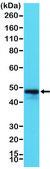 Anti-CD79a (C-term) antibody, Rabbit Monoclonal recombinant, expressed in HEK 293 cells, clone RM297, purified immunoglobulin