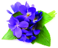 α-戊基肉桂醛 mixture of cis and trans, ≥97%, natural, FG