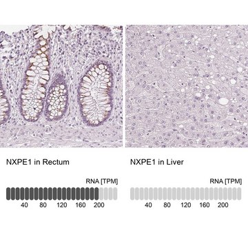 Anti-NXPE1 antibody produced in rabbit Prestige Antibodies&#174; Powered by Atlas Antibodies, affinity isolated antibody, buffered aqueous glycerol solution