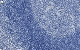 Anti-RPS25 Antibody, clone 3G15 ZooMAb® Rabbit Monoclonal recombinant, expressed in HEK 293 cells