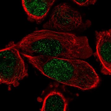 Anti-PPARG antibody produced in rabbit Prestige Antibodies&#174; Powered by Atlas Antibodies, affinity isolated antibody