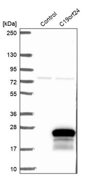 Anti-C19orf24 antibody produced in rabbit Prestige Antibodies&#174; Powered by Atlas Antibodies, affinity isolated antibody, buffered aqueous glycerol solution