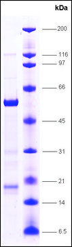 FXR (Farnesoid-X-activated receptor) human recombinant, expressed in E. coli, &#8805;80% (SDS-PAGE)