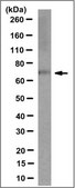 Anti-PRDM5 Antibody clone 57-20, from mouse