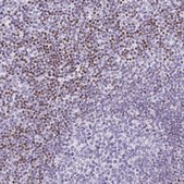 Anti-BEND2 antibody produced in rabbit Prestige Antibodies® Powered by Atlas Antibodies, affinity isolated antibody, buffered aqueous glycerol solution