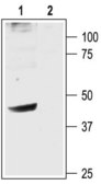 Anti-Potassium Channel KIR3.2 (GIRK2) antibody produced in rabbit affinity isolated antibody, lyophilized powder