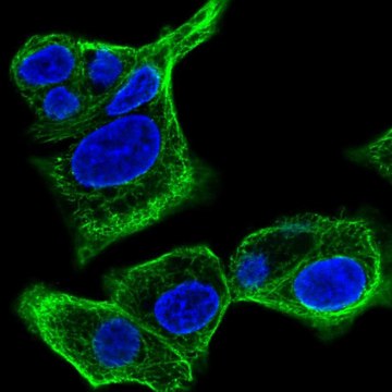 Anti-SPTLC3 antibody produced in rabbit Prestige Antibodies&#174; Powered by Atlas Antibodies, affinity isolated antibody