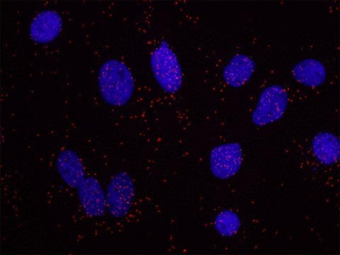 HIF1-alpha and phospho-MCM2[S108] PLA&#174; Antibody Kit Powered by Bethyl Laboratories, Inc.