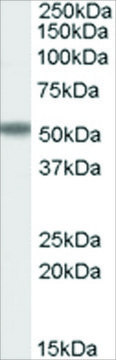 Anti-FOXC2 antibody produced in goat affinity isolated antibody, buffered aqueous solution