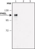 Anti-PMEL antibody produced in rabbit affinity isolated antibody, buffered aqueous solution