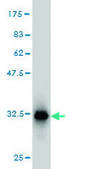 Monoclonal Anti-CRSP8 antibody produced in mouse clone 8B8, purified immunoglobulin, buffered aqueous solution