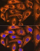 Anti-FKBP52/FKBP4 Antibody, clone 3Q6H2, Rabbit Monoclonal