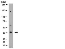 Anti-PRG4 Antibody from rabbit, purified by affinity chromatography
