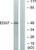 Anti-EDG7 antibody produced in rabbit affinity isolated antibody