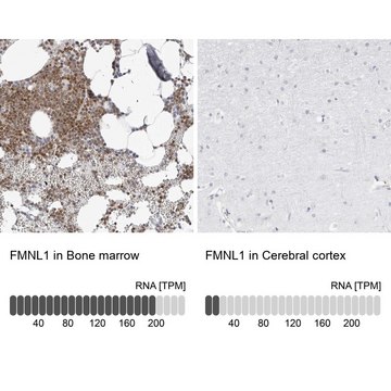 Anti-FMNL1 antibody produced in rabbit Prestige Antibodies&#174; Powered by Atlas Antibodies, affinity isolated antibody, buffered aqueous glycerol solution