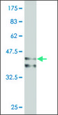 Monoclonal Anti-ARX antibody produced in mouse clone 1B9, purified immunoglobulin, buffered aqueous solution