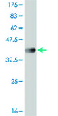 Monoclonal Anti-STK17B antibody produced in mouse clone 2C3, purified immunoglobulin, buffered aqueous solution