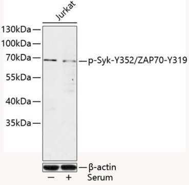 Anti-Phospho-Syk-Y352/ZAP70-Y319 antibody produced in rabbit