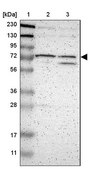 Anti-EIF2AK4 antibody produced in rabbit Prestige Antibodies® Powered by Atlas Antibodies, affinity isolated antibody, buffered aqueous glycerol solution