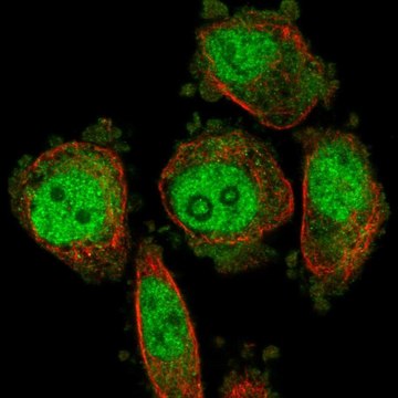 Anti-DUS3L antibody produced in rabbit Prestige Antibodies&#174; Powered by Atlas Antibodies, affinity isolated antibody