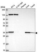 Anti-SC5D antibody produced in rabbit Prestige Antibodies® Powered by Atlas Antibodies, affinity isolated antibody