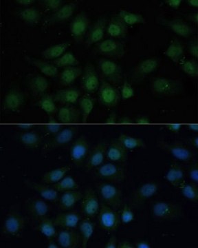 Anti-CREB1 antibody produced in rabbit