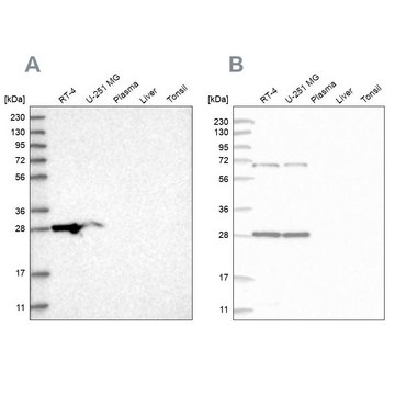 Anti-MRPL10 antibody produced in rabbit Prestige Antibodies&#174; Powered by Atlas Antibodies, affinity isolated antibody, buffered aqueous glycerol solution