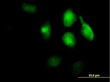 Anti-LRP1 antibody produced in mouse IgG fraction of antiserum, buffered aqueous solution