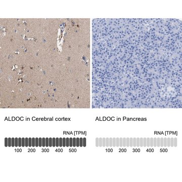 Anti-ALDOC antibody produced in rabbit Prestige Antibodies&#174; Powered by Atlas Antibodies, affinity isolated antibody, buffered aqueous glycerol solution