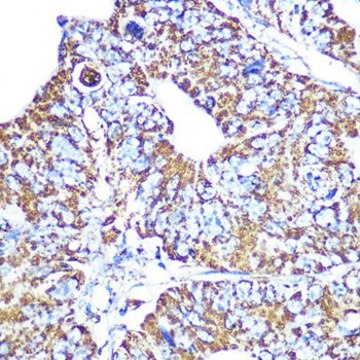 Anti-HSP60/HSPD1 antibody produced in rabbit