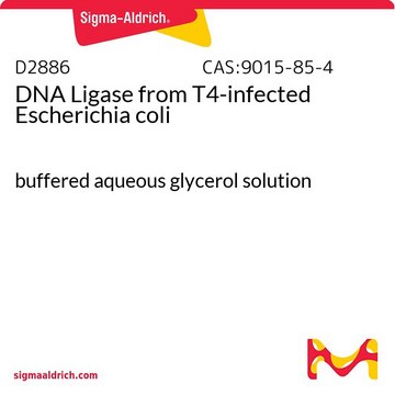 DNA连接酶 来源于 T4-感染的大肠杆菌 buffered aqueous glycerol solution