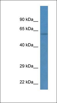 Anti-TEKT3 antibody produced in rabbit affinity isolated antibody