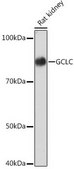 Anti-GCLC antibody produced in rabbit