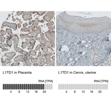 Anti-L1TD1 antibody produced in rabbit Prestige Antibodies&#174; Powered by Atlas Antibodies, affinity isolated antibody, buffered aqueous glycerol solution, ab1