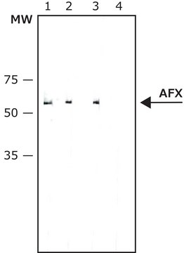 Anti-AFX (FOXO4) antibody, Mouse monoclonal clone AF3.10, purified from hybridoma cell culture