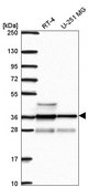 Anti-RNF34 antibody produced in rabbit Prestige Antibodies® Powered by Atlas Antibodies, affinity isolated antibody