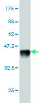 Monoclonal Anti-ROBO1 antibody produced in mouse clone 2G6, purified immunoglobulin, buffered aqueous solution